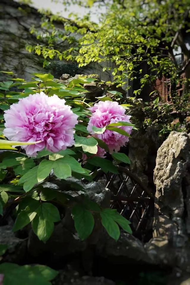 Lingering Garden