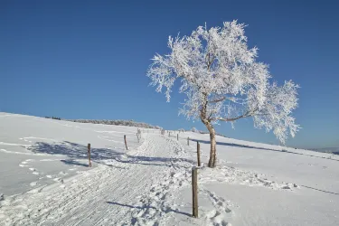 Freiburg im Breisgau