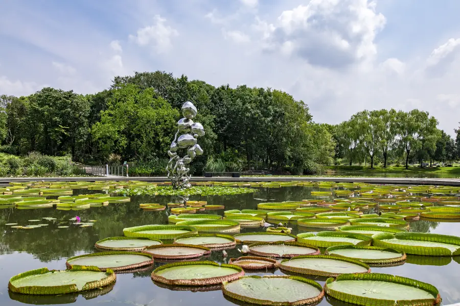 Hydrophyte Garden （South Gate）