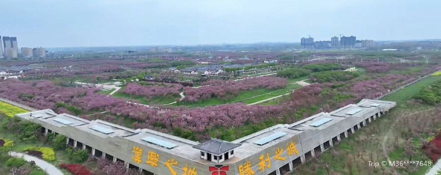 Guzhen Cherry Blossom Garden