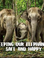 Elephant Jungle Sanctuary Chiangmai