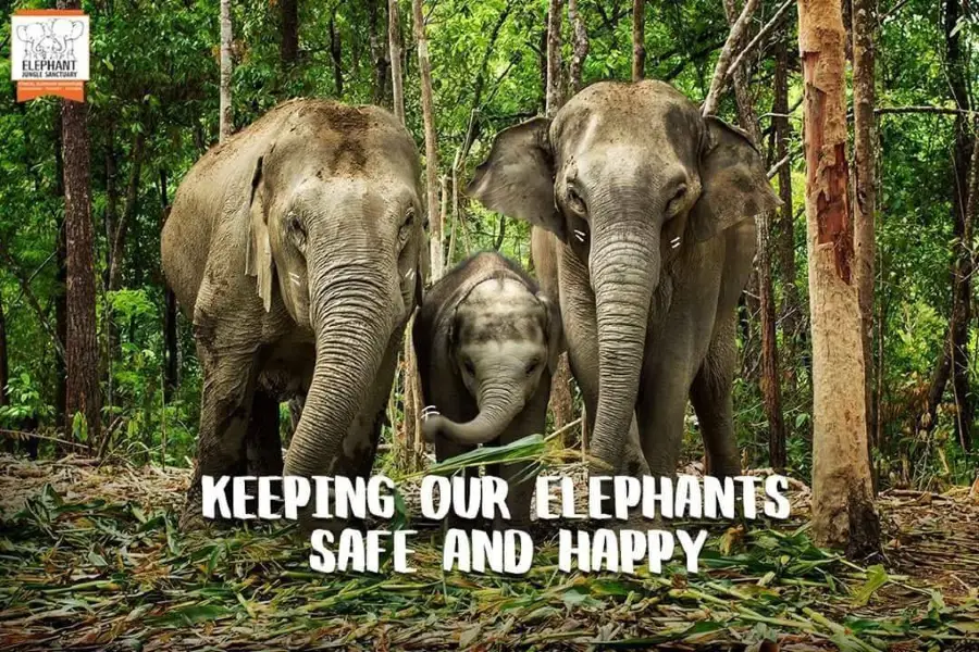Elephant Jungle Sanctuary Chiangmai