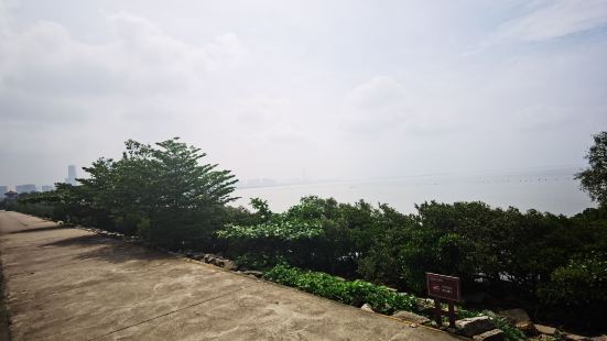 沿着深圳湾公园走在海边上有茂密的红树林。红树林是海洋环境保护