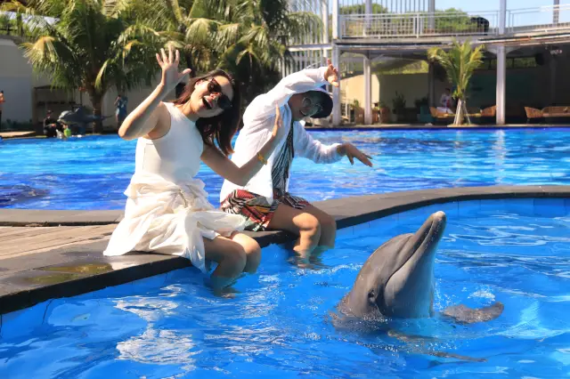 峇裡島海豚互動