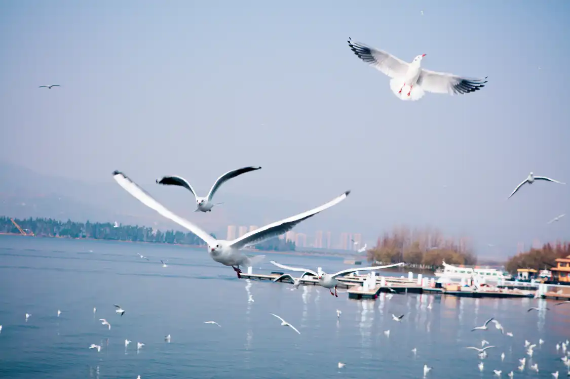 뎬츠 갈매기 전망대 주변 호텔