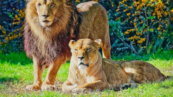 Le Domaine des Fauves