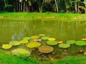 Museum of Amazônia (MUSA)