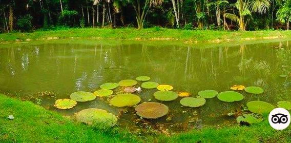 Museum of Amazônia (MUSA)