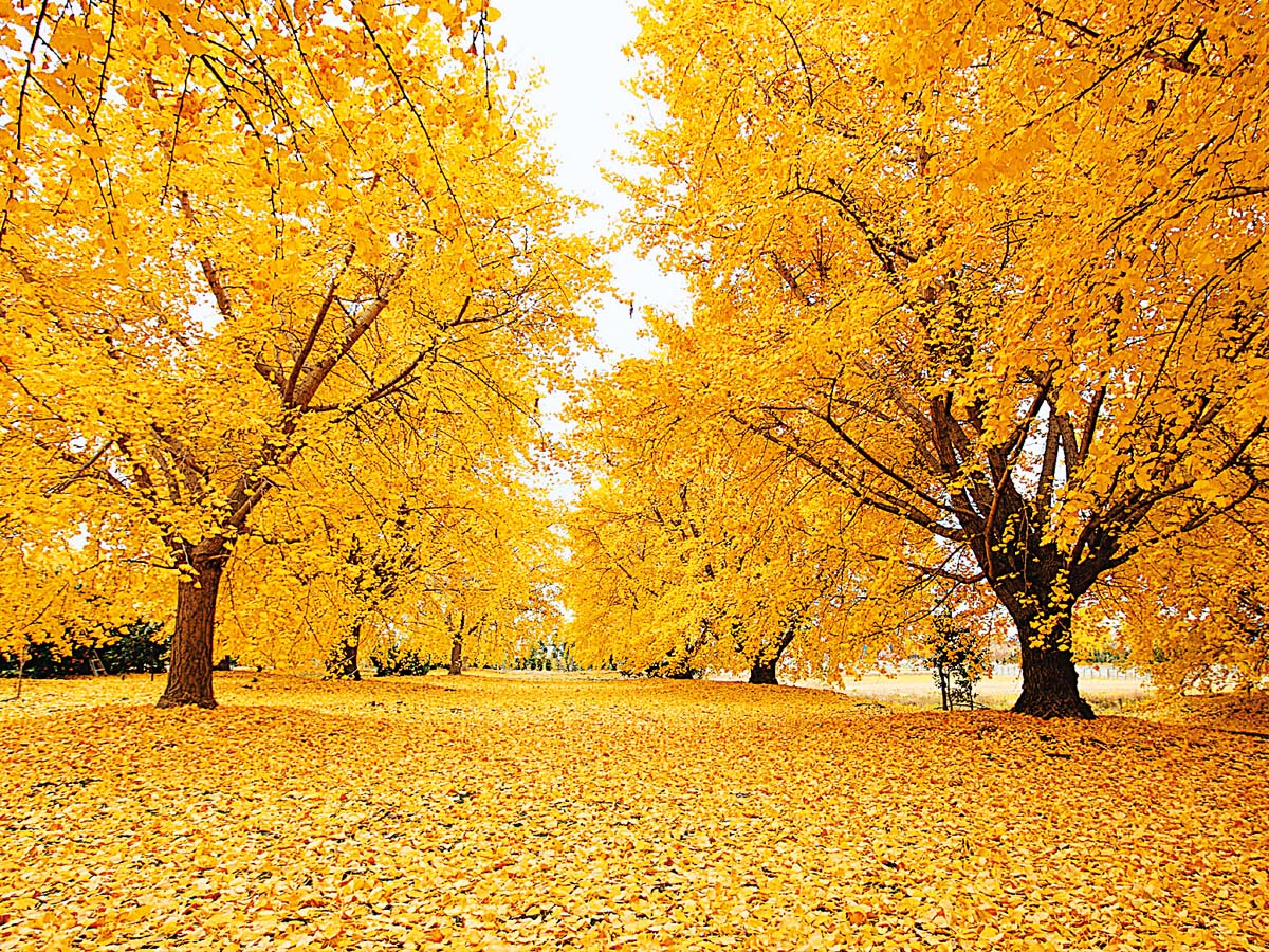 Sobue Ginkgo Leaf Festival | Inazawa