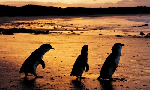 Phillip Island Nature Parks