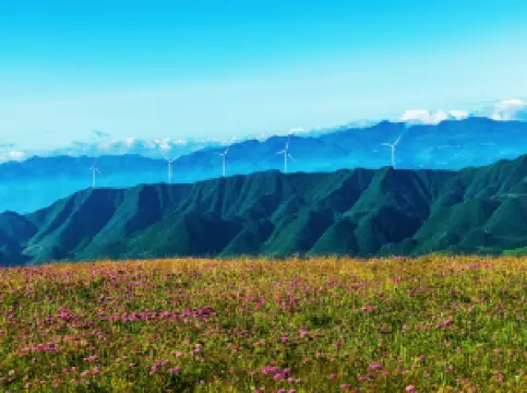 アシリシニラ原