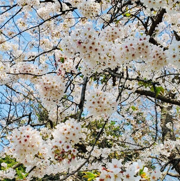Breathtaking cherry blossom views  