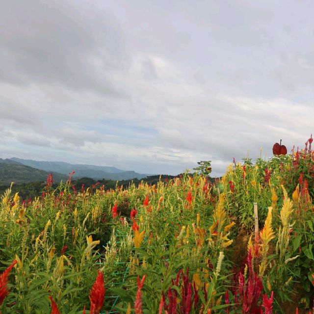 Sirao Garden