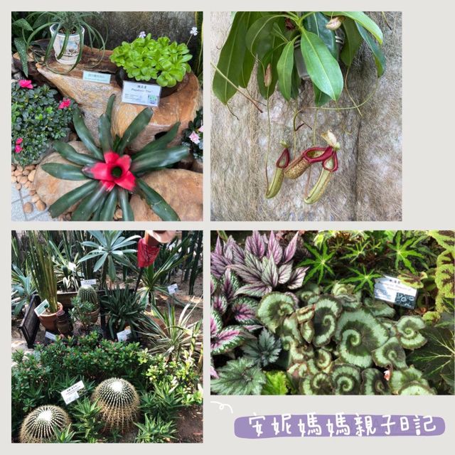 【 充滿兒時回憶的公園 】香港公園