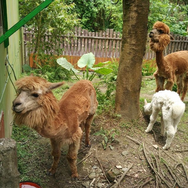 #親子游#臺北動物園，一次滿足三個願望
