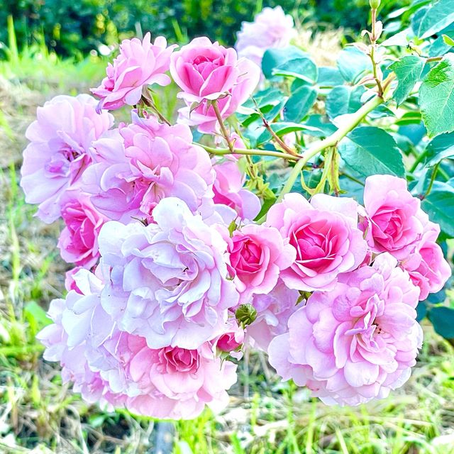 葛西臨海公園