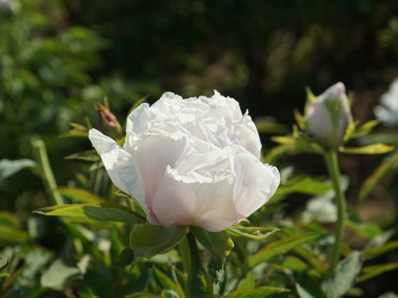 Caozhou Peony Garden