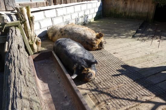 Willowbank Wildlife Reserve