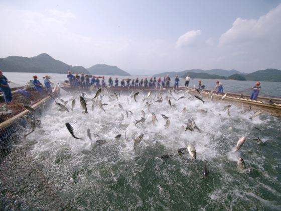 Qiandao Lake Fishing