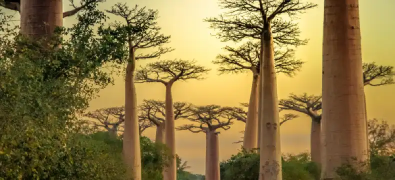 فنادق في موروندافا