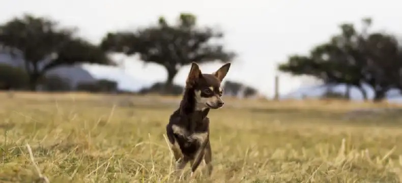 ケレタロにあるミシオン ホテルズホテルを検索