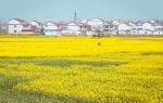 Rape Flower Field, Yangxian County