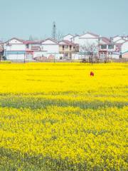 Rape Flower Field, Yangxian County