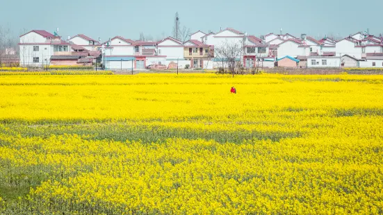 Rape Flower Field, Yangxian County