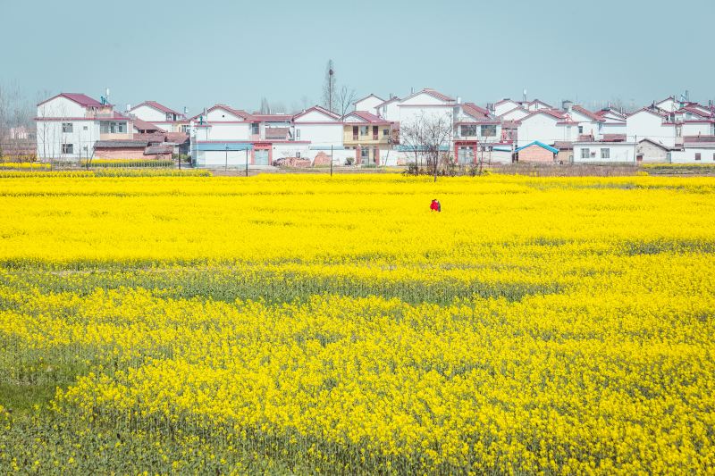 Rape Flower Field, Yangxian County