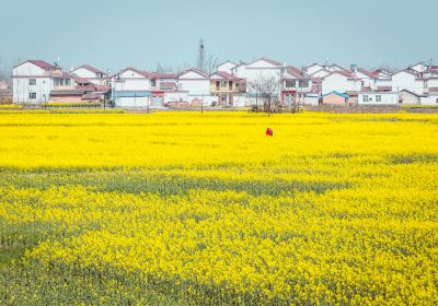 Rape Flower Field, Yangxian County