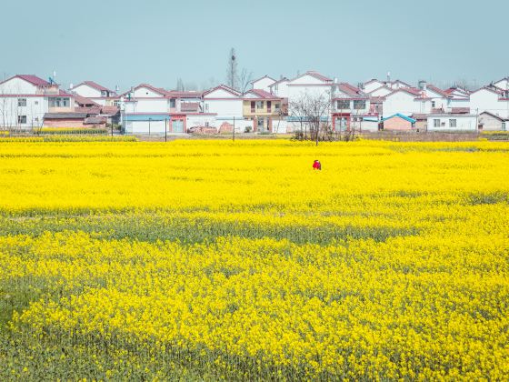 Rape Flower Field, Yangxian County