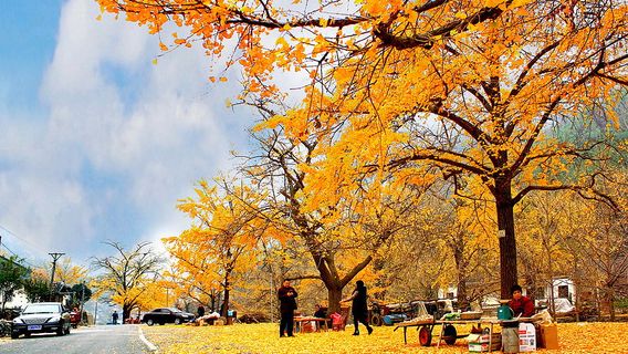 Ginkgo Viewing in Xiaogan