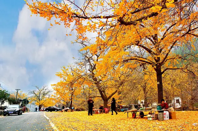Ginkgo Trees in Xiaogan