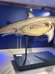 “哇·鯊魚”標本科普展全球巡展大連站