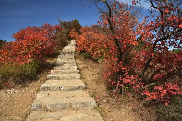 Shijiazhuang Fall Leaves Viewing