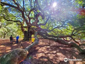 Angel Oak Tree