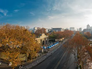 Chinese Parasol Tree Viewing in Nanjing
