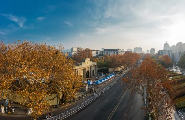 Sycamore Tree Viewing in Nanjing