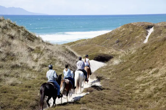 Horse Riding in Auckland