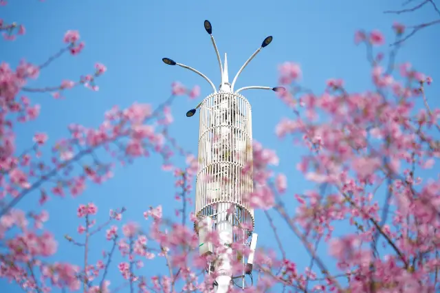 Cherry Blossom Viewing in Jiangxi