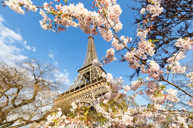 Cherry Blossom Viewing in Paris