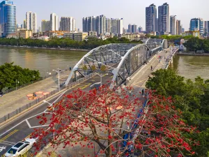 광저우 목면화 구경