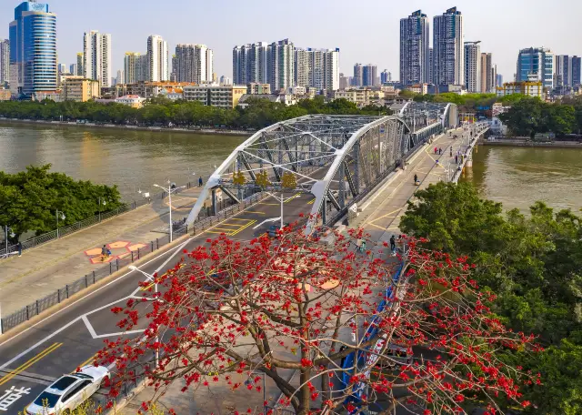 Guangzhou kapok flowers Appreciation