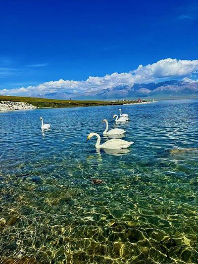 賽里木湖景區（白鳥湖口景點）