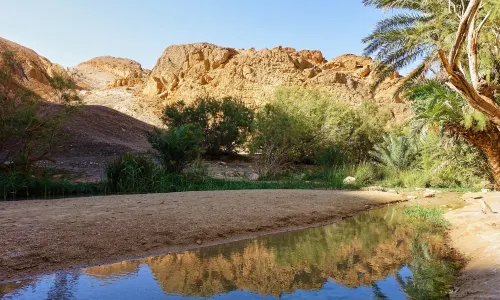 Chebika Oasis