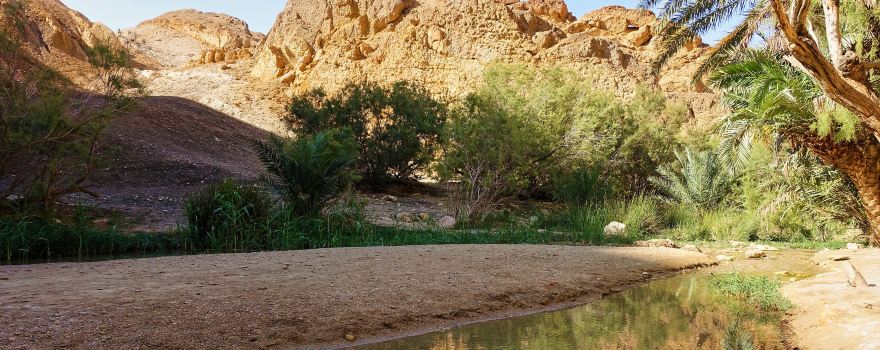 Chebika Oasis