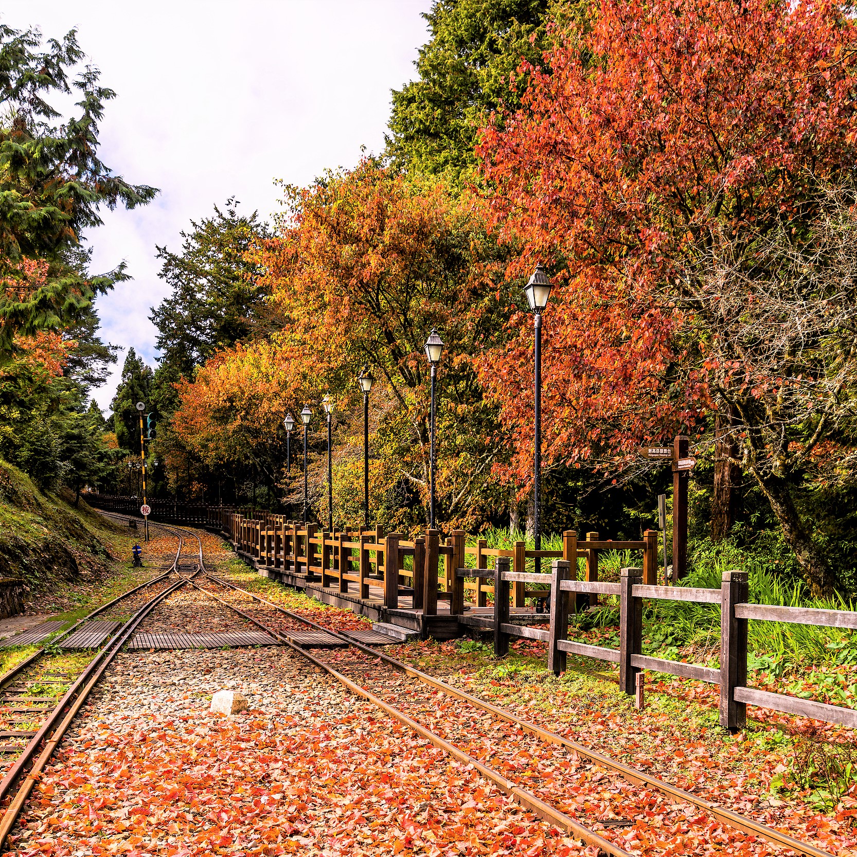 嘉義縣的熱門遊賞秋景好去處