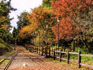 Attrazioni per la visione autunnale a Contea di Chiayi: le opzioni più popolari