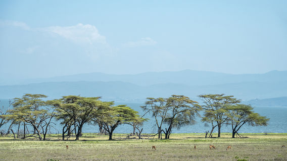 Lakes NAIVASHA - Crescent Island