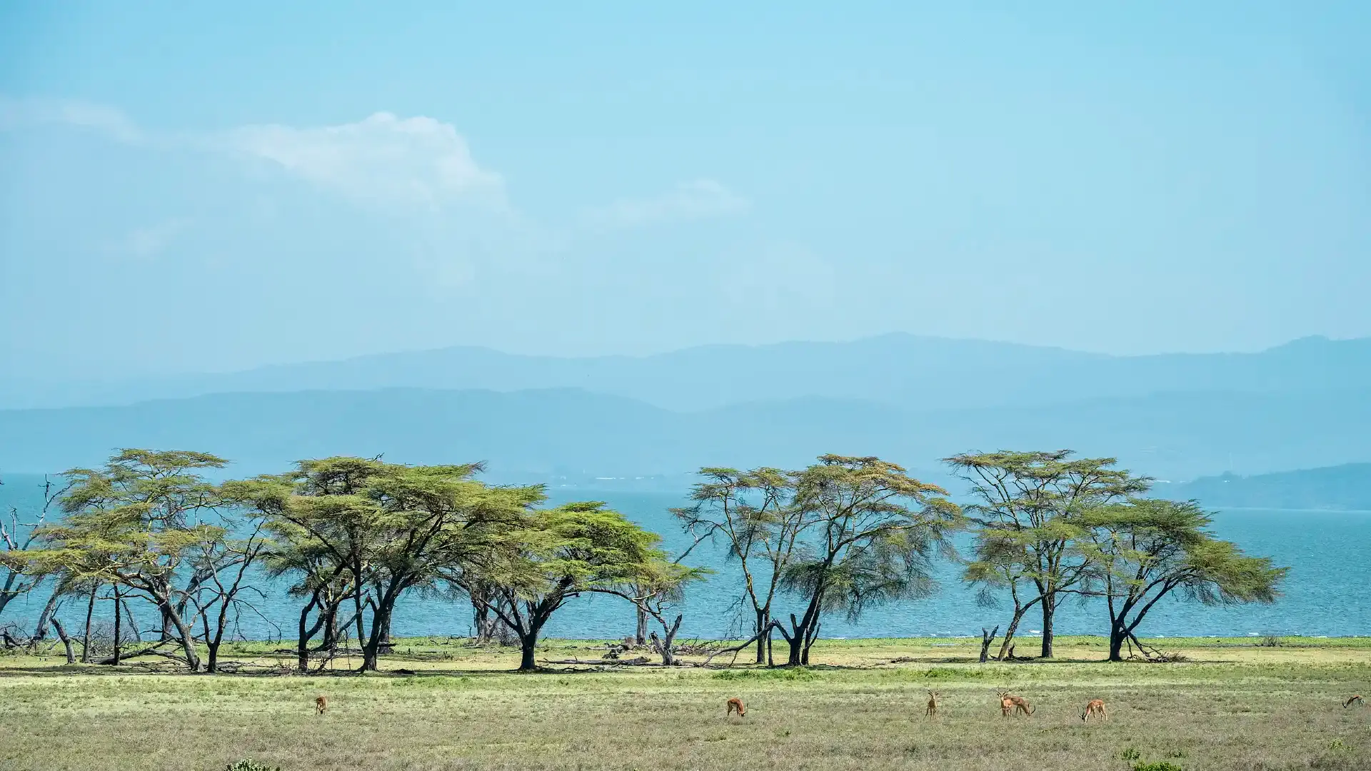 Hotels near Lakes NAIVASHA - Crescent Island